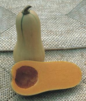 Squash Butternut - WALTHAM