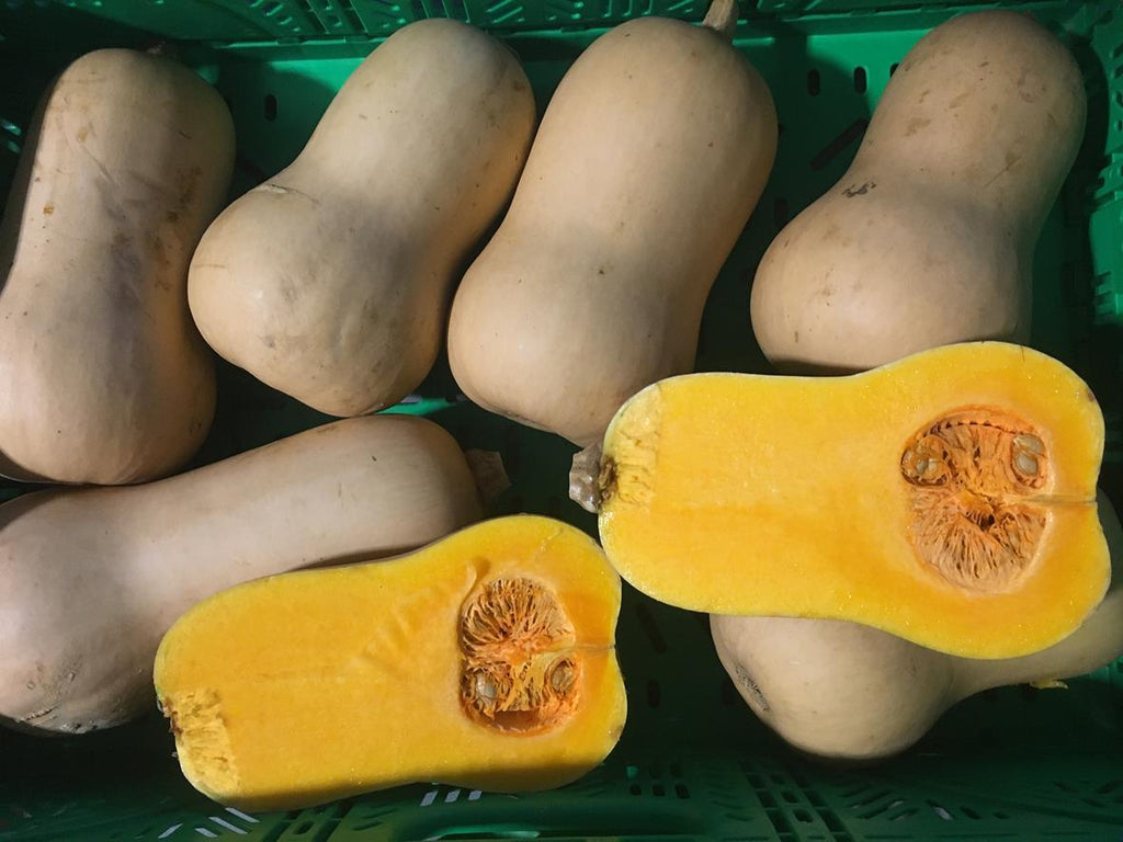 Squash Butternut - T-REX