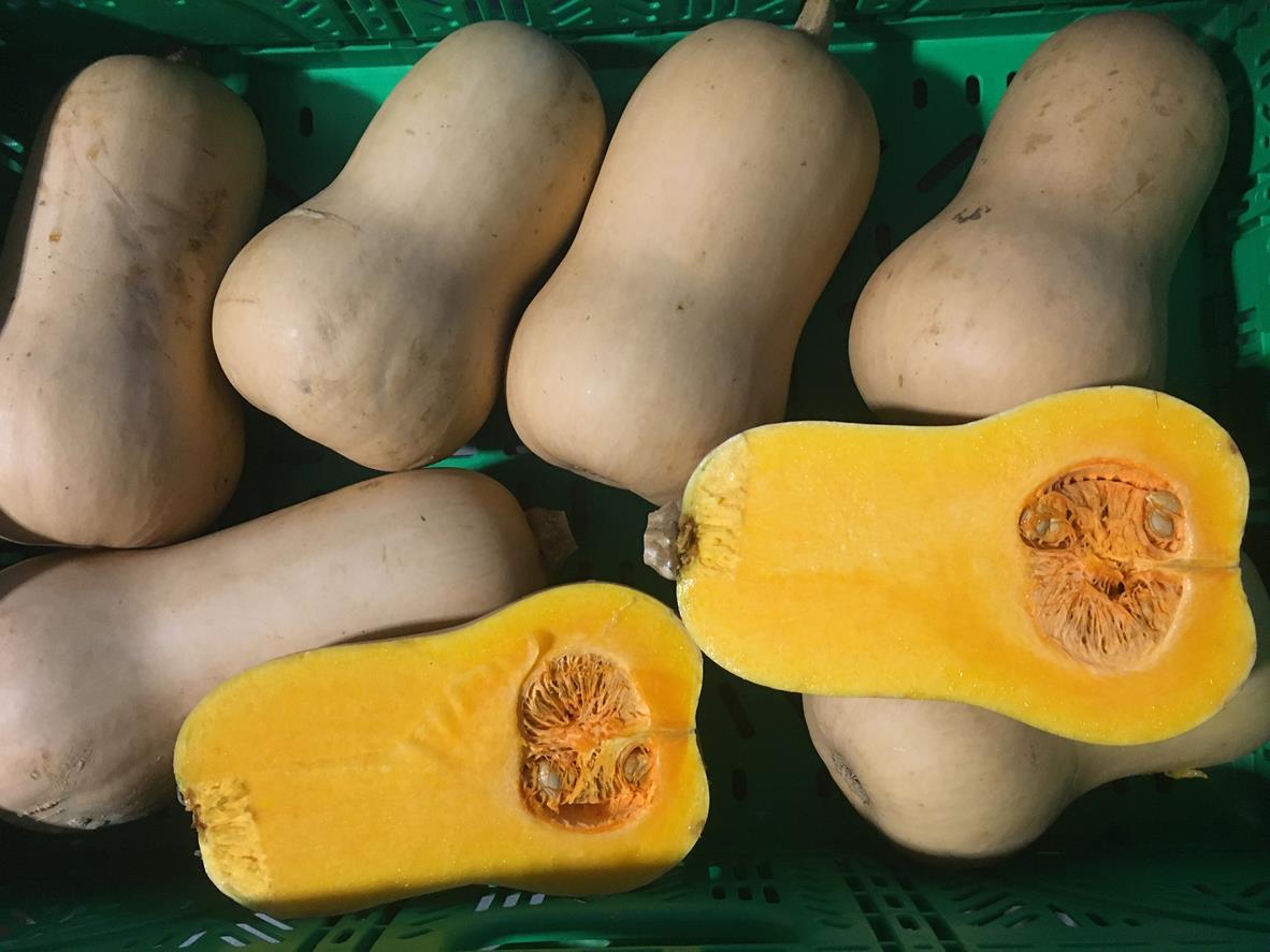 Squash Butternut - T-REX