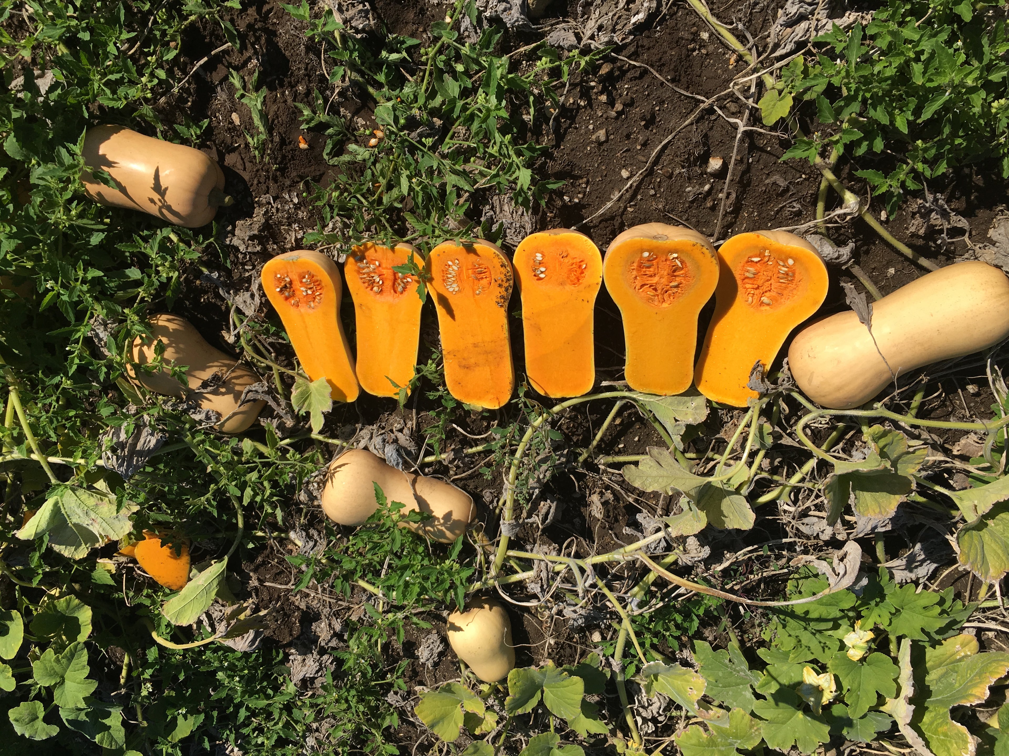 Squash Butternut - T-REX