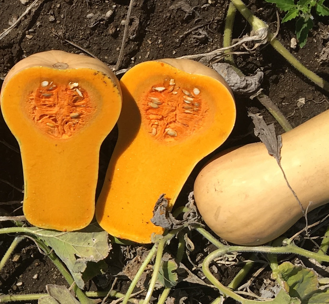 Squash Butternut - T-REX