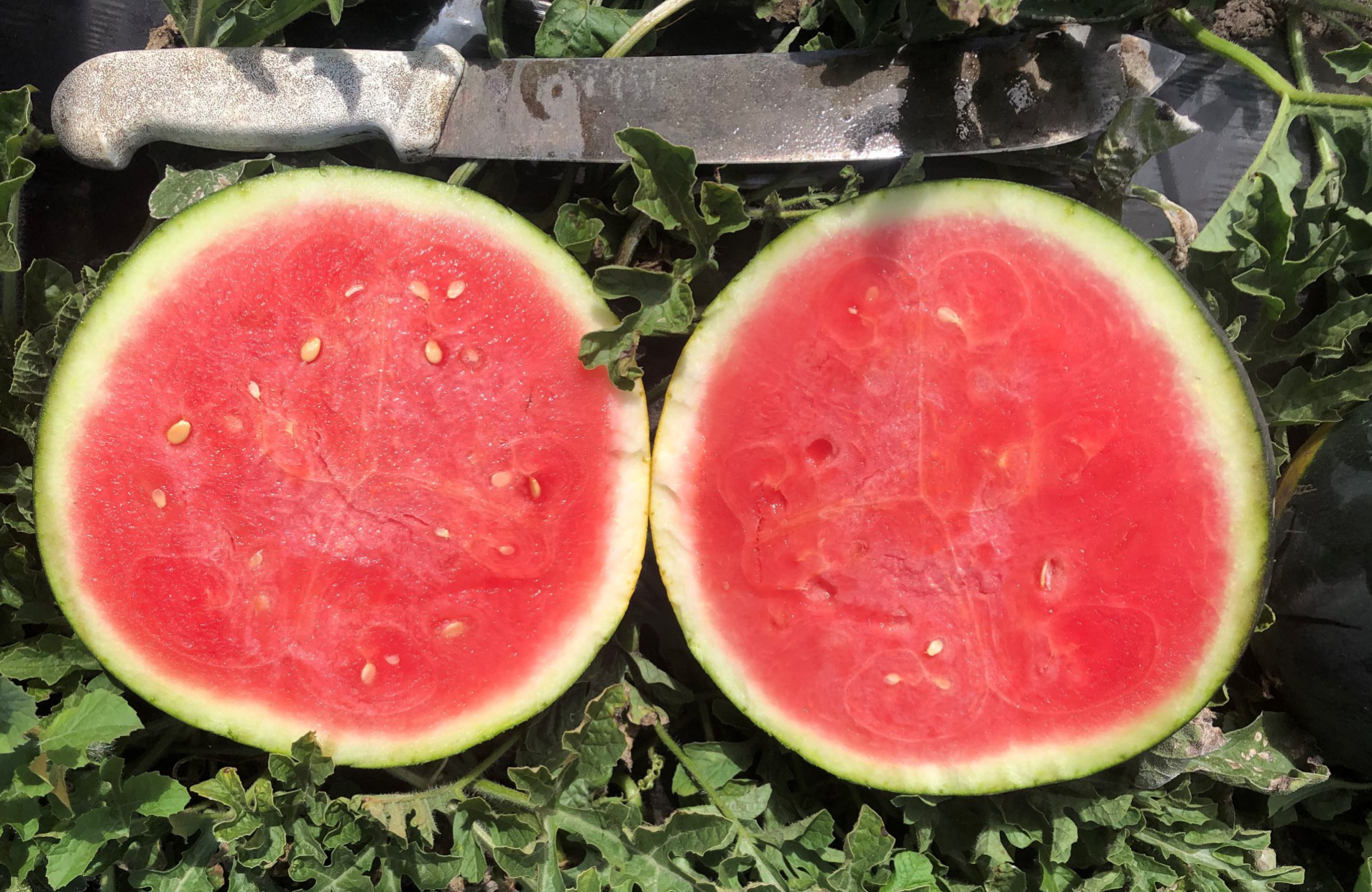 Watermelon Essential Seeded - SUGARRUSH