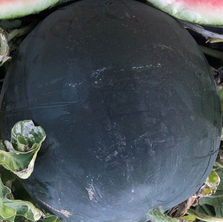 Watermelon Essential Seeded - SUGARRUSH