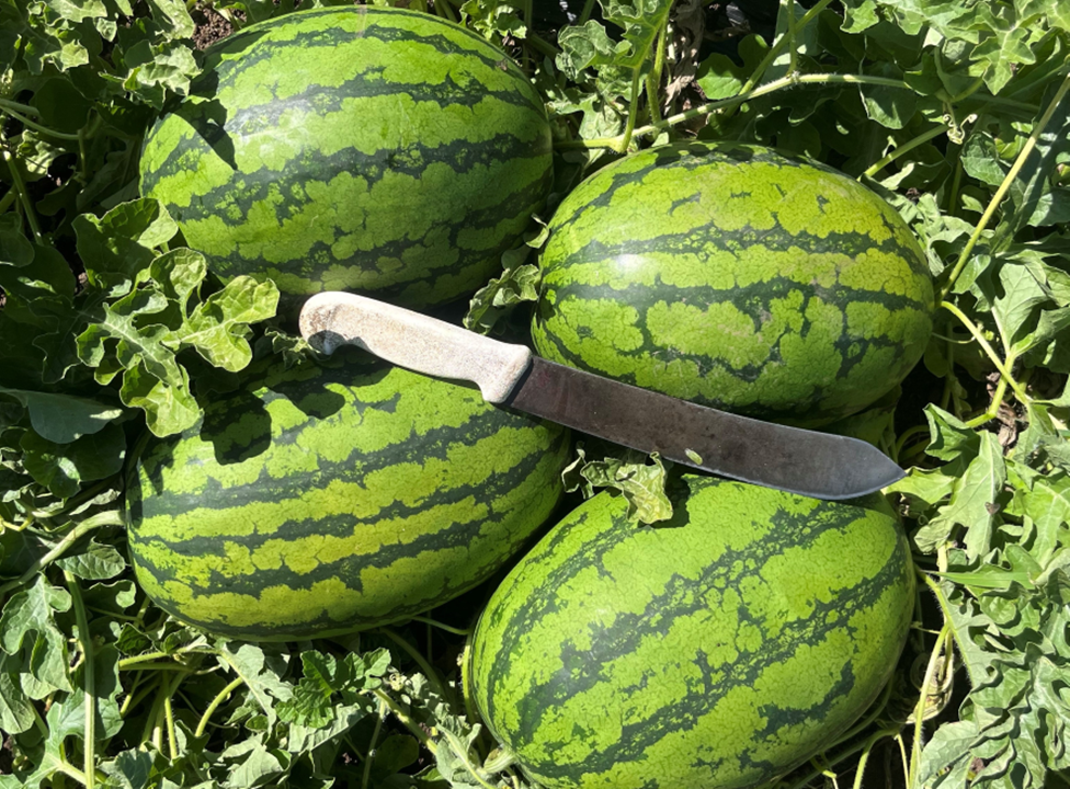 Watermelon Micro Seeded - SUGARCRISP