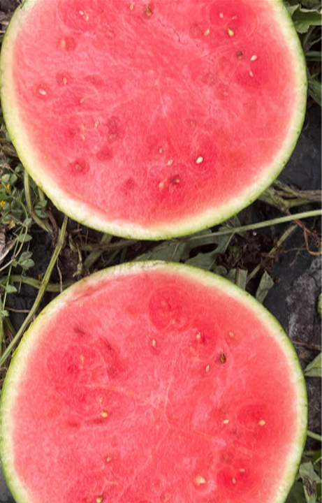 Watermelon Micro Seeded - SUGARCRISP