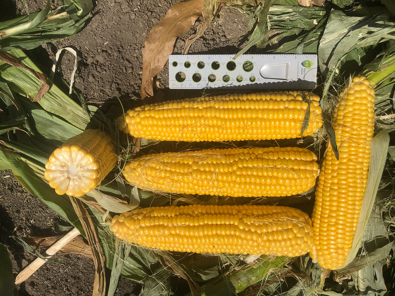 Sweetcorn Yellow - GRENADIER