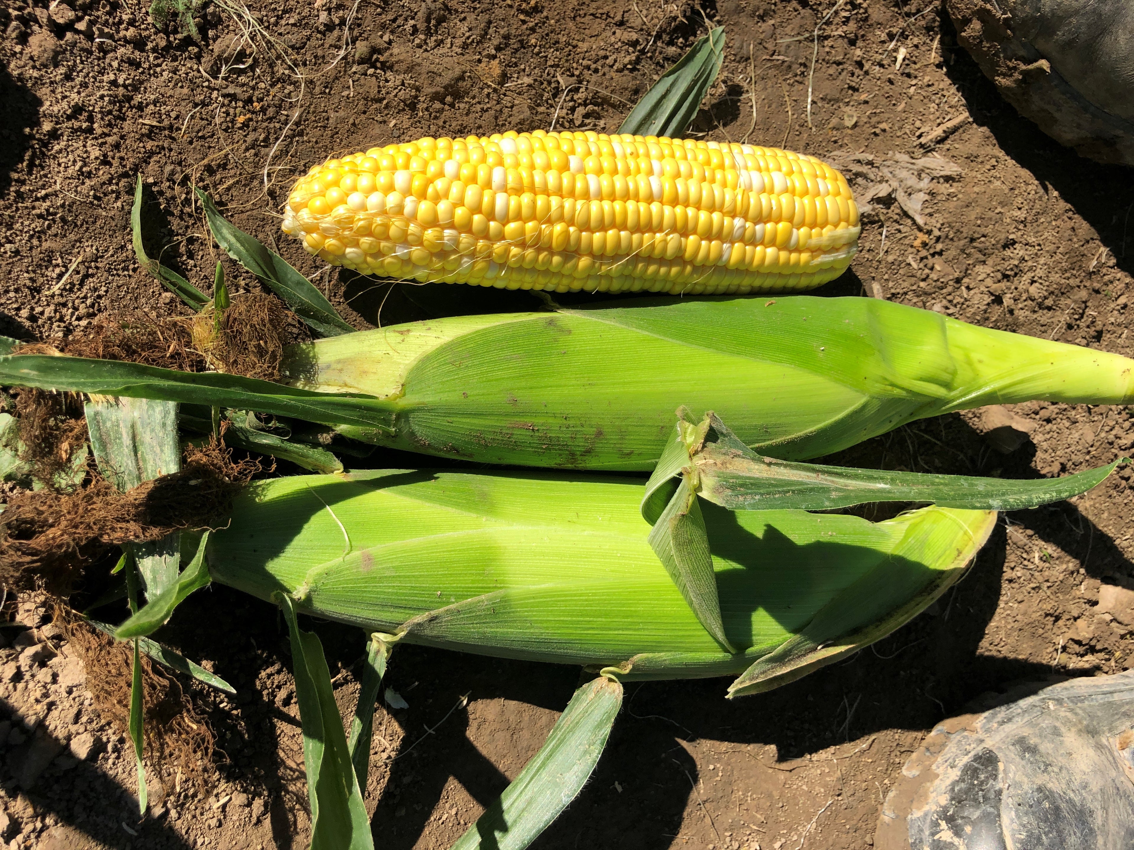 Sweetcorn Bicolour - LAUNCH