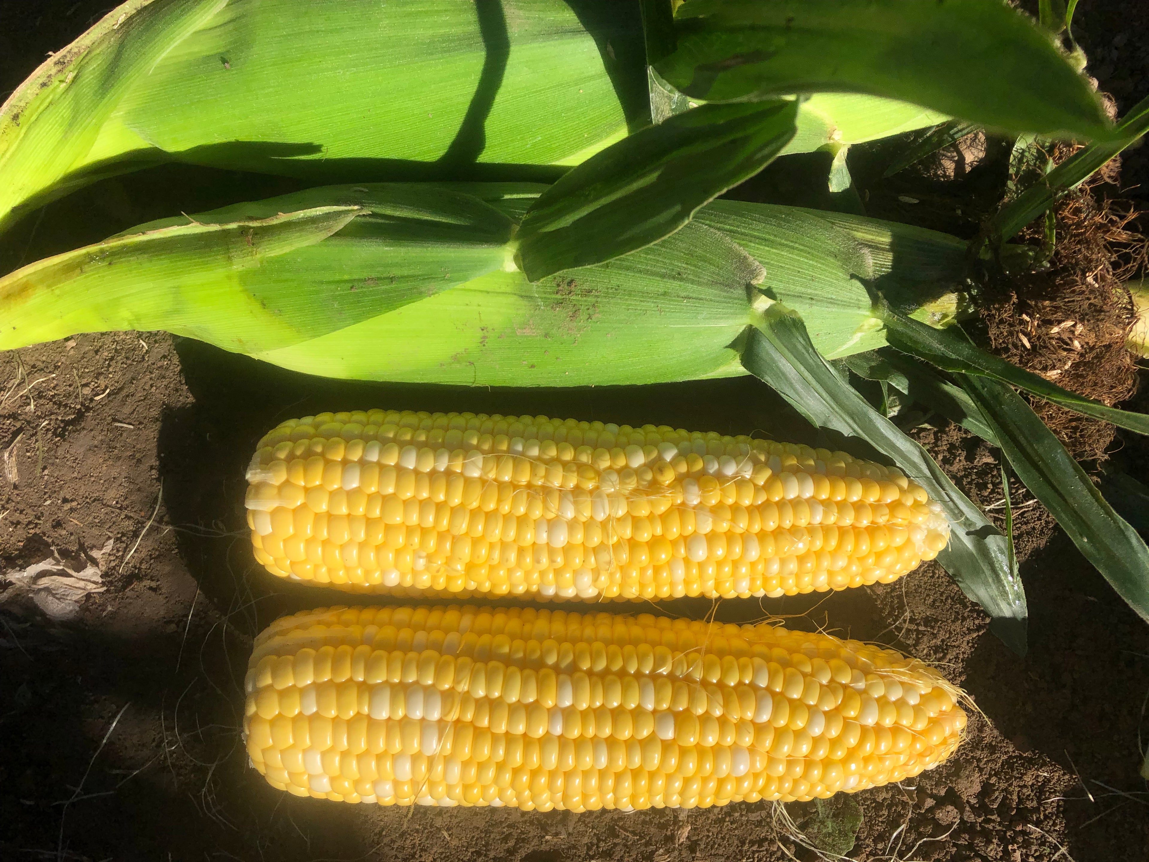 Sweetcorn Bicolour - LAUNCH