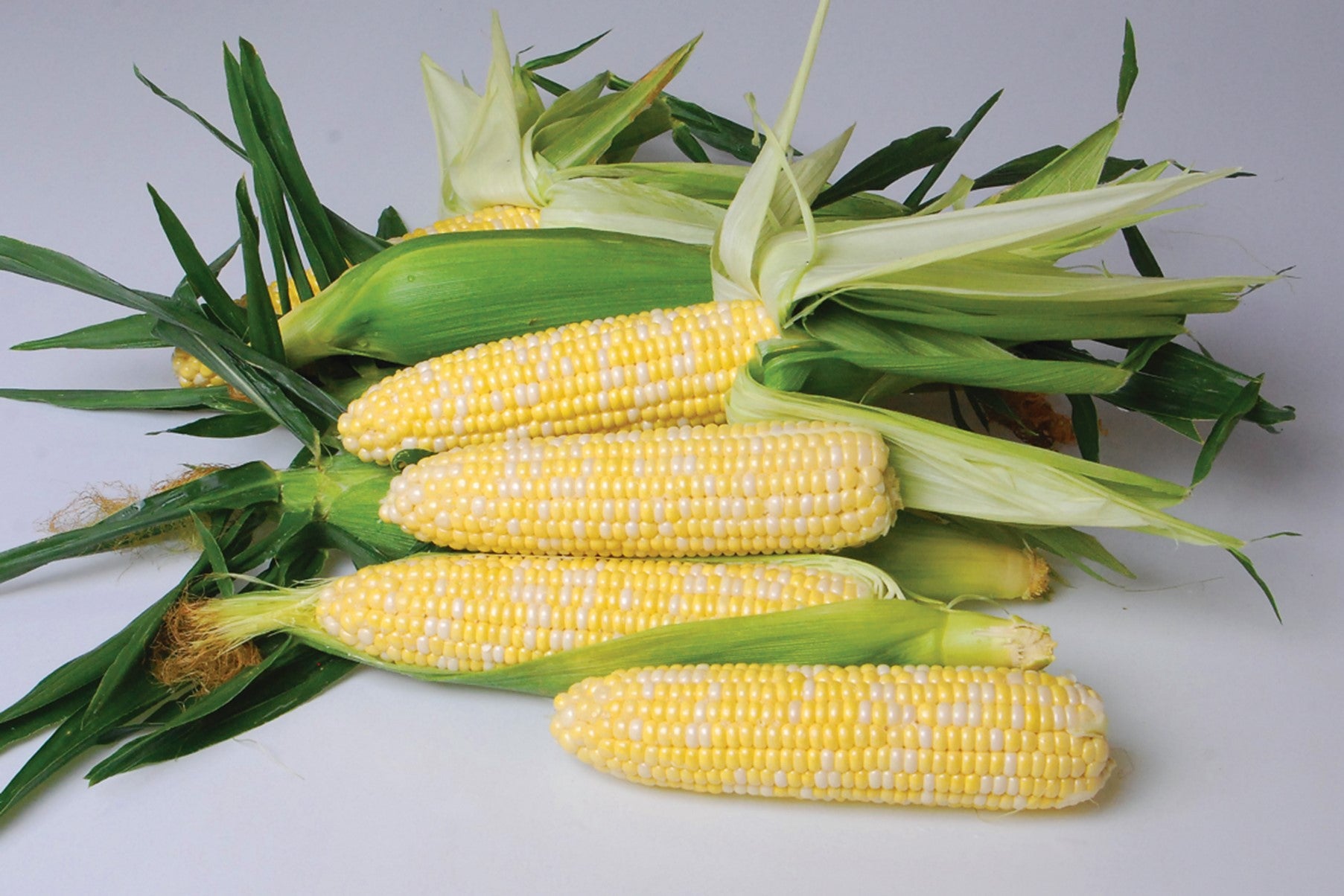Sweetcorn Bicolour - NIRVANA