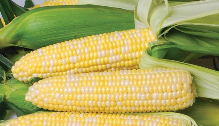 Sweetcorn Bicolour - NIRVANA