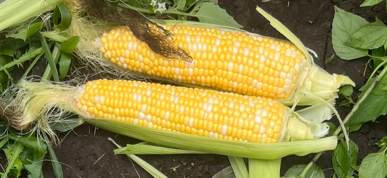 Sweetcorn Bicolour - NIRVANA