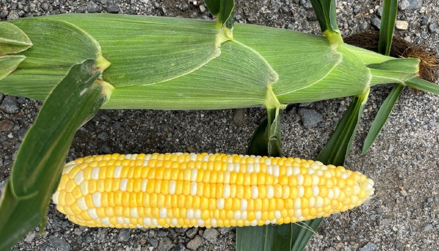 Sweetcorn Bicolour - XANADU