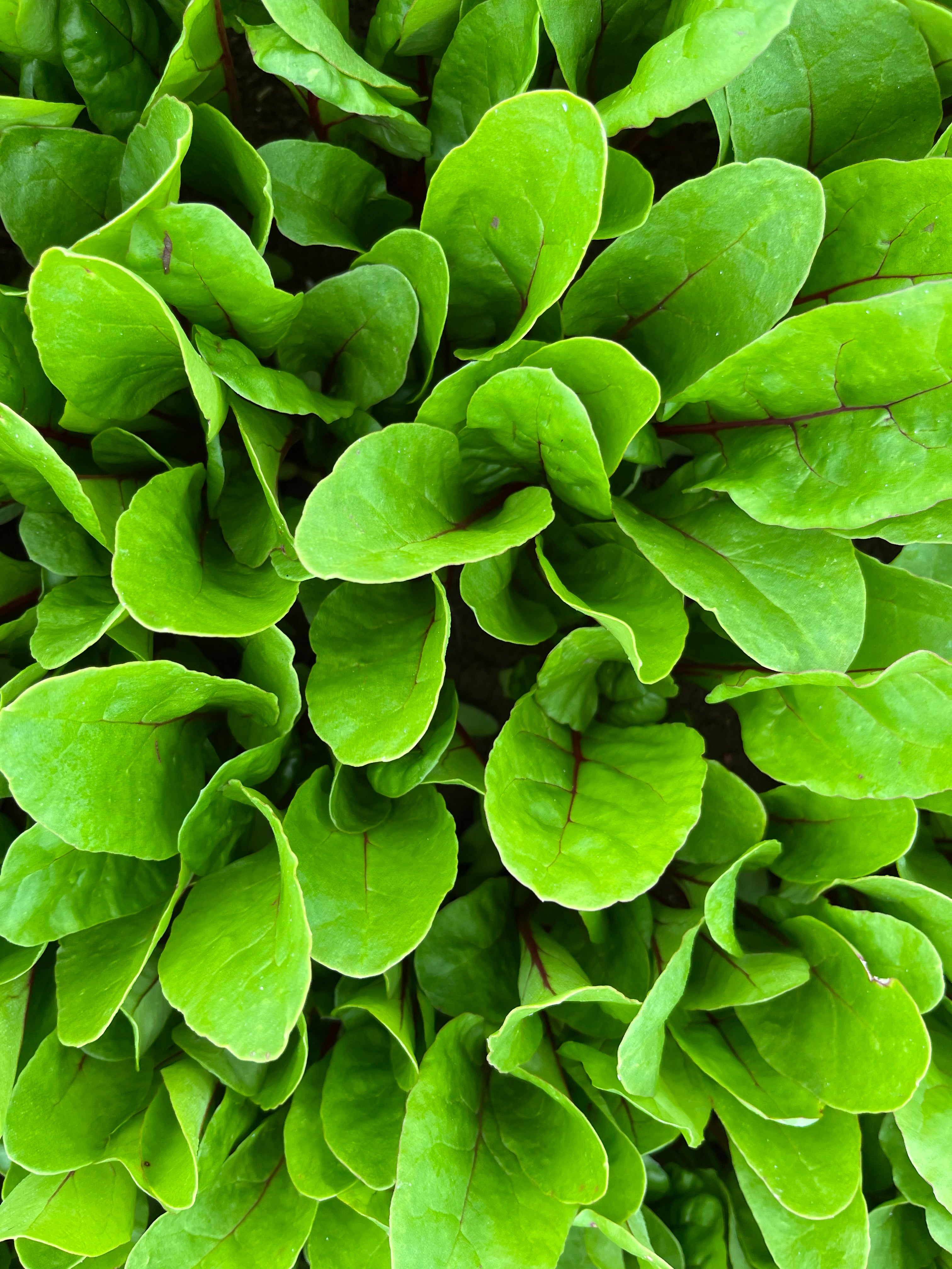 Beet Swiss Chard - IPACE