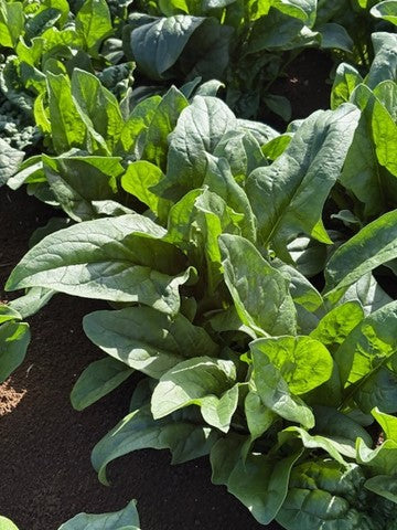 Spinach - TECTONITE