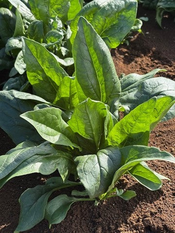 Spinach - TECTONITE