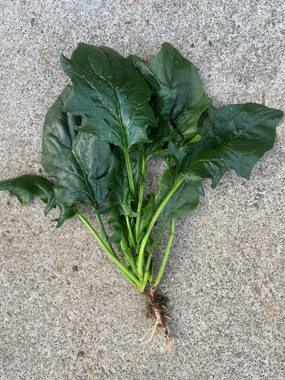 Spinach Bunching - TECTONITE