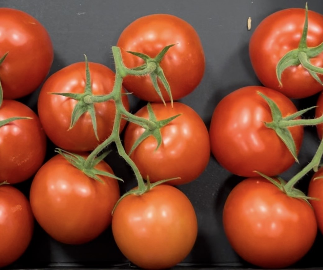 Tomato Indoor - MACXIZE XR