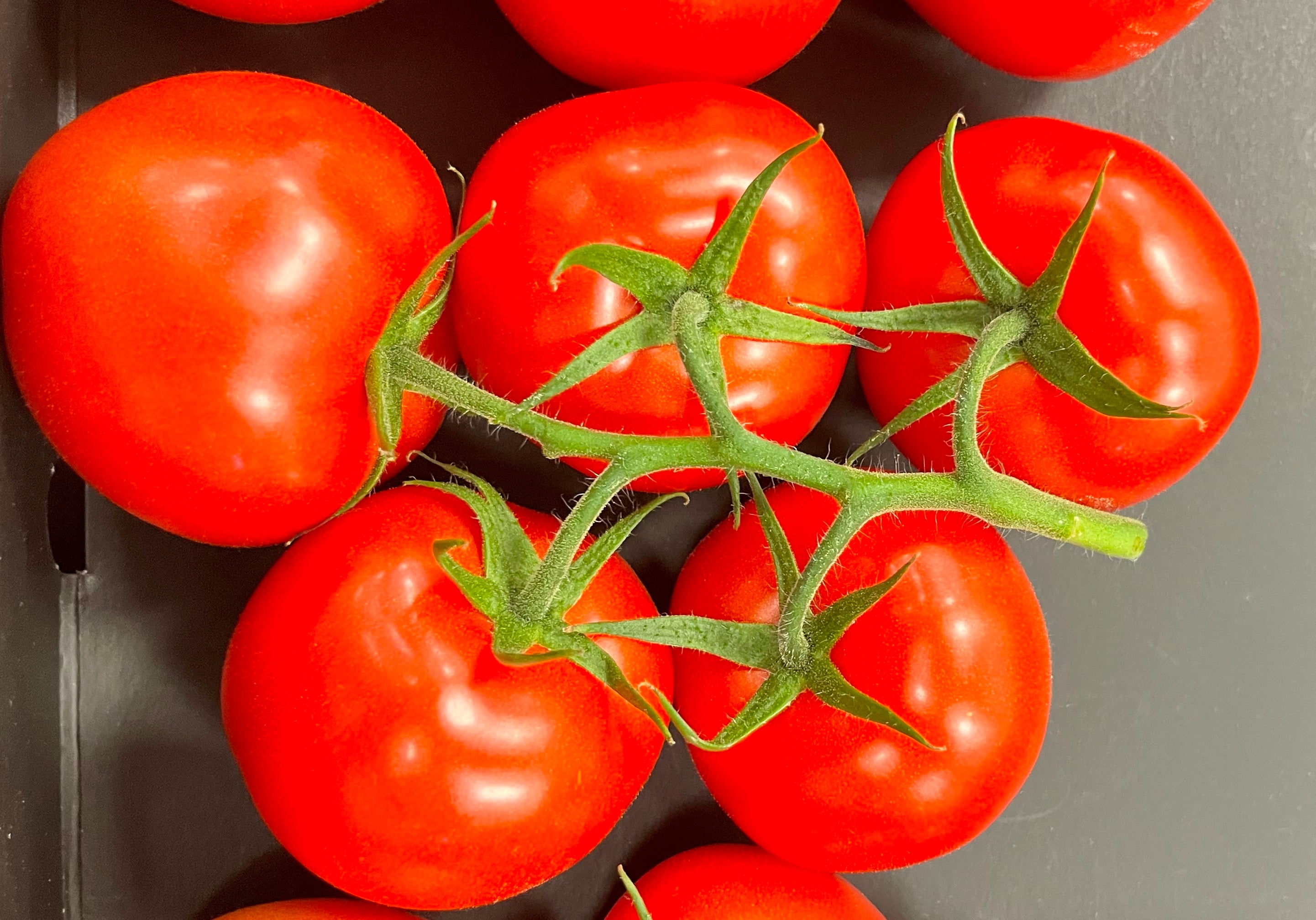 Tomato Indoor - MACXIZE XR