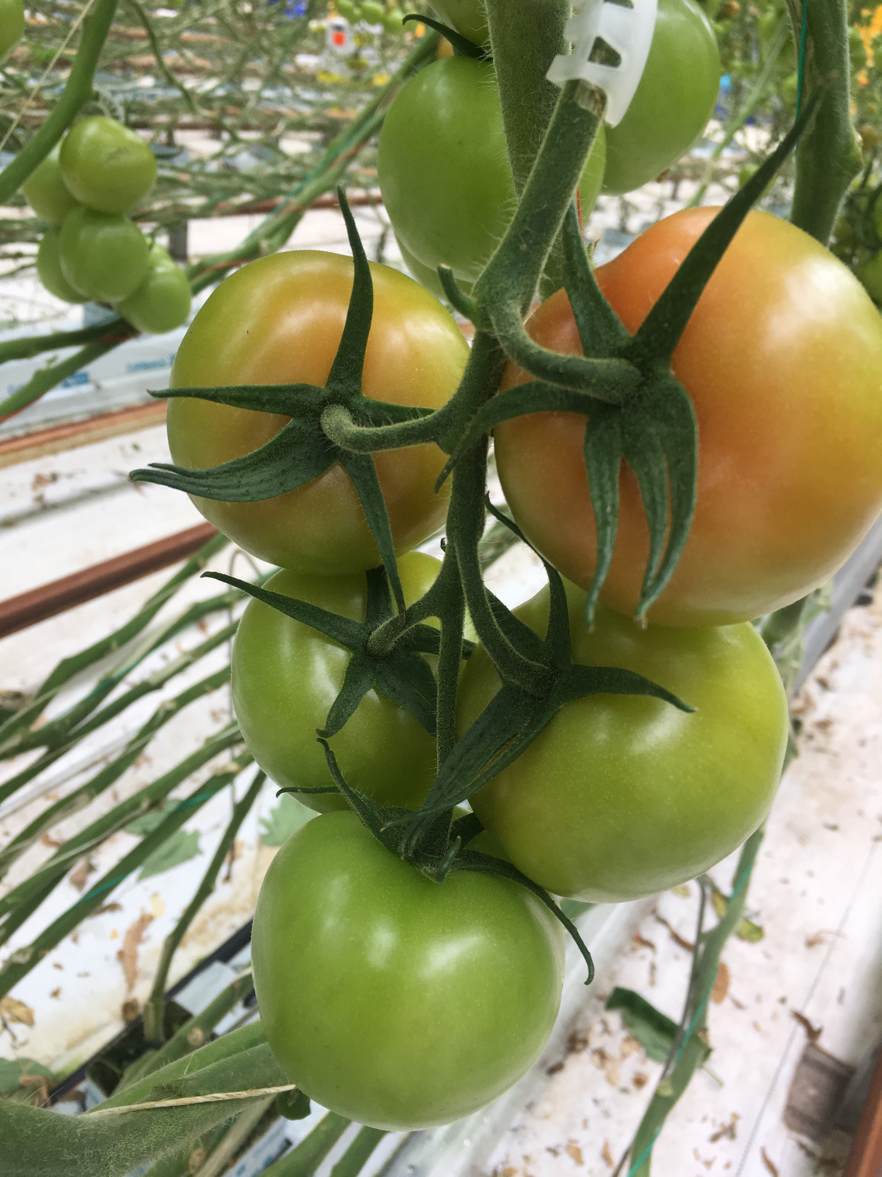 Tomato Indoor - MACXIZE XR