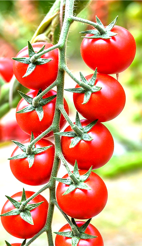 Tomato Indoor - TIBURTYNO