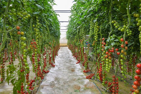 Tomato Indoor - TIBURTYNO