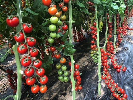 Tomato Indoor - TIBURTYNO