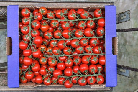 Tomato Indoor - TIBURTYNO