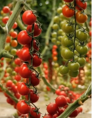Tomato Indoor - TIBURTYNO