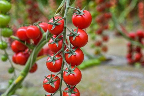 Tomato Indoor - TIBURTYNO