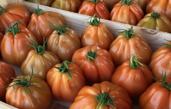 Tomato Indoor - CRIMPY