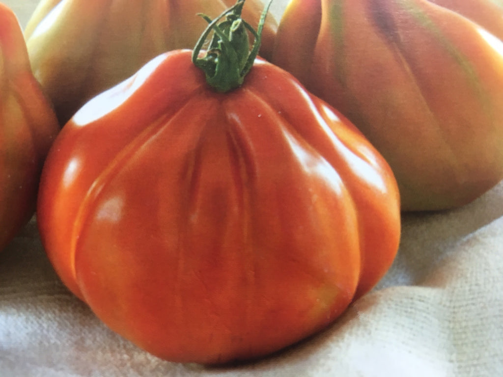 Tomato Indoor - CRIMPY