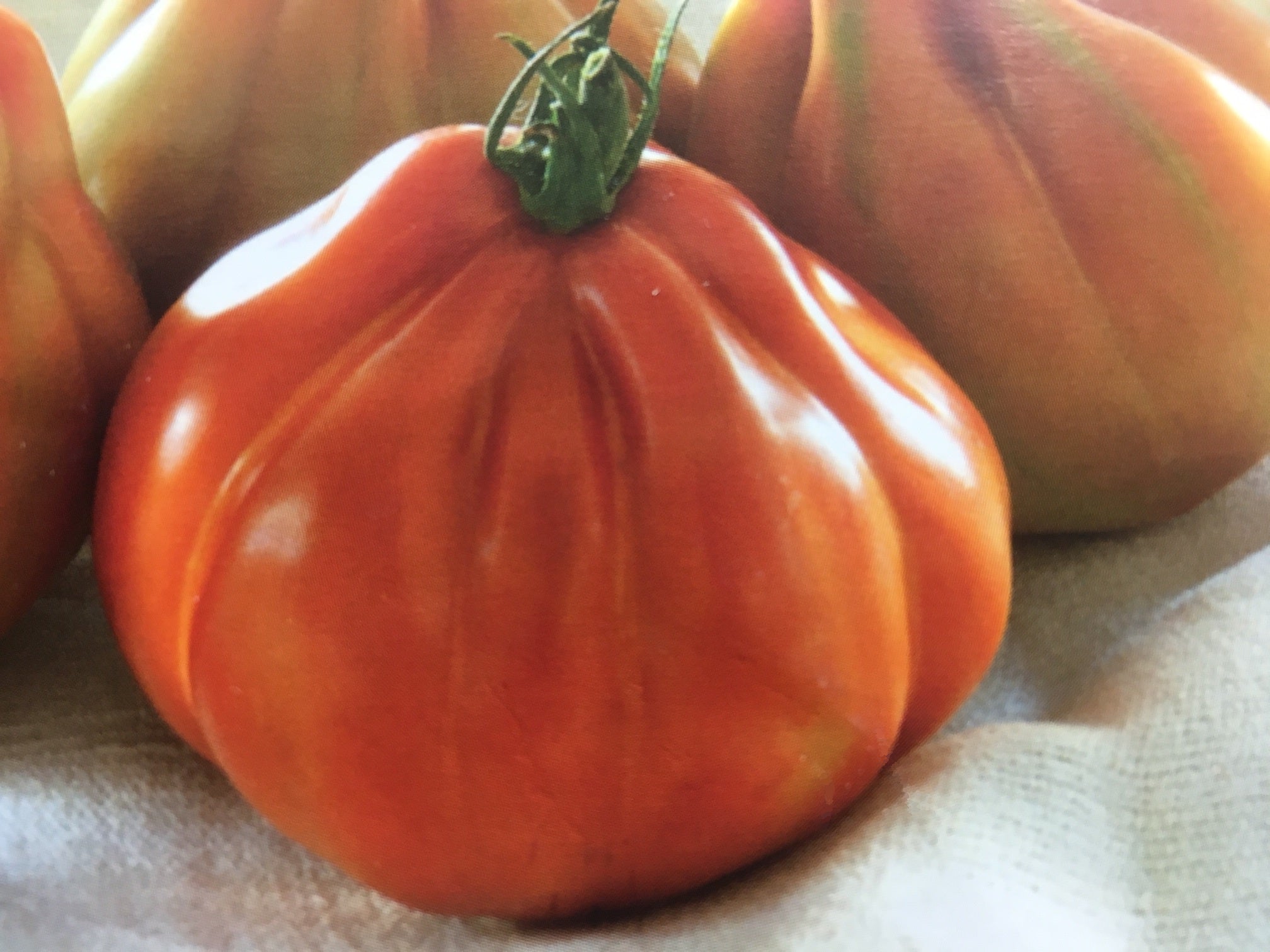 Tomato Indoor - CRIMPY