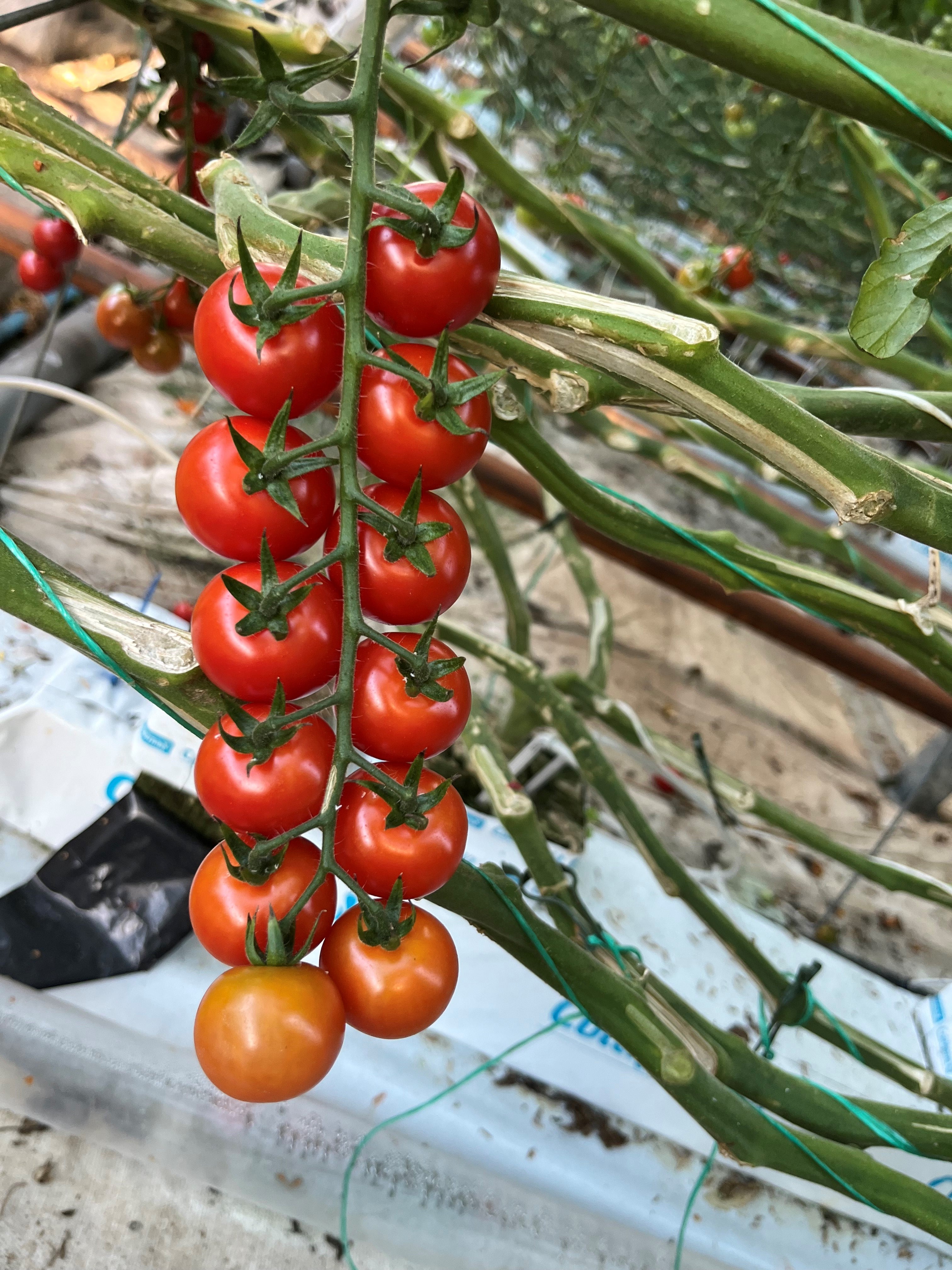 Tomato Indoor - XANADU XR – Lefroy Valley
