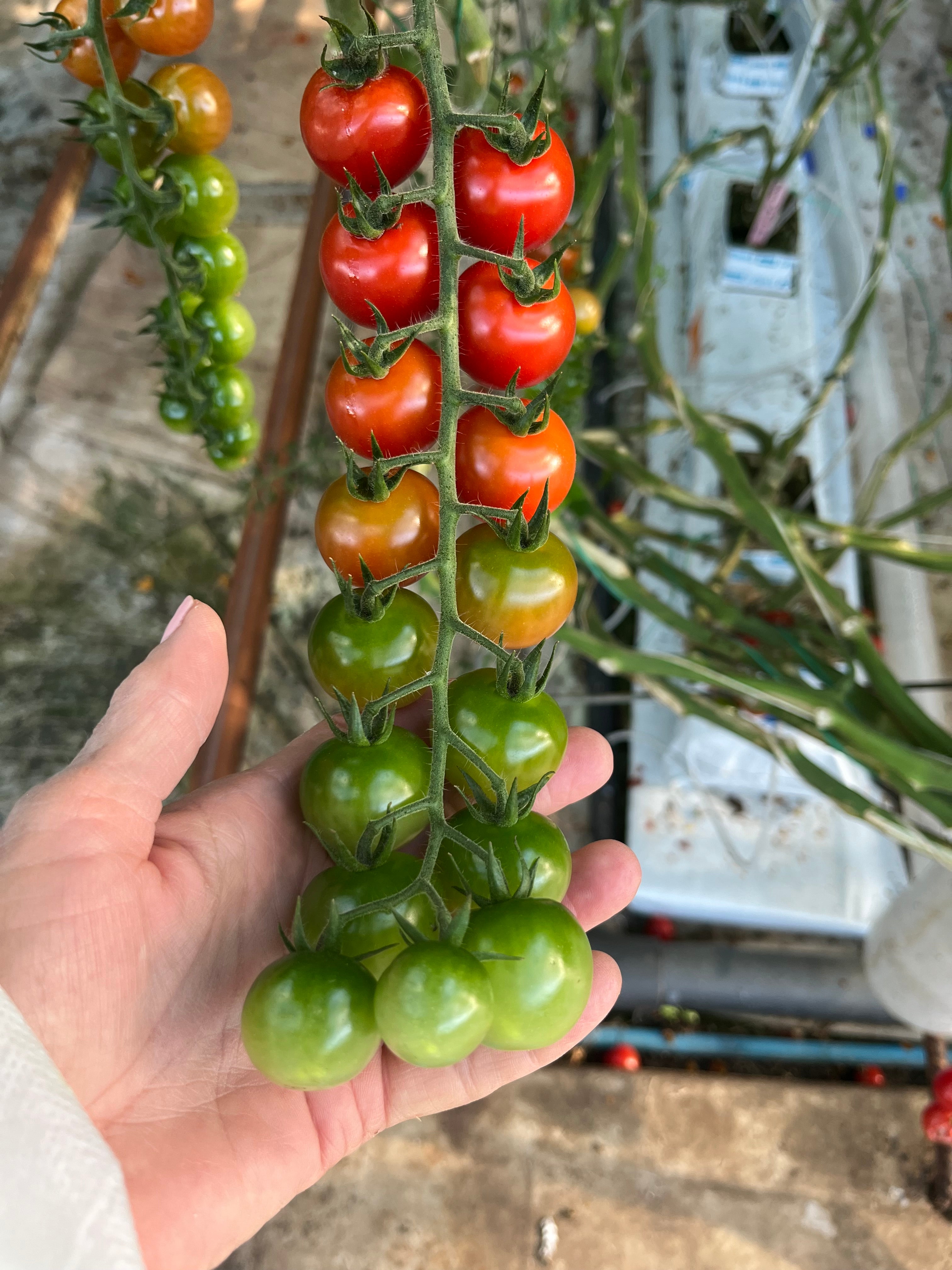 Tomato Indoor - XANADU XR