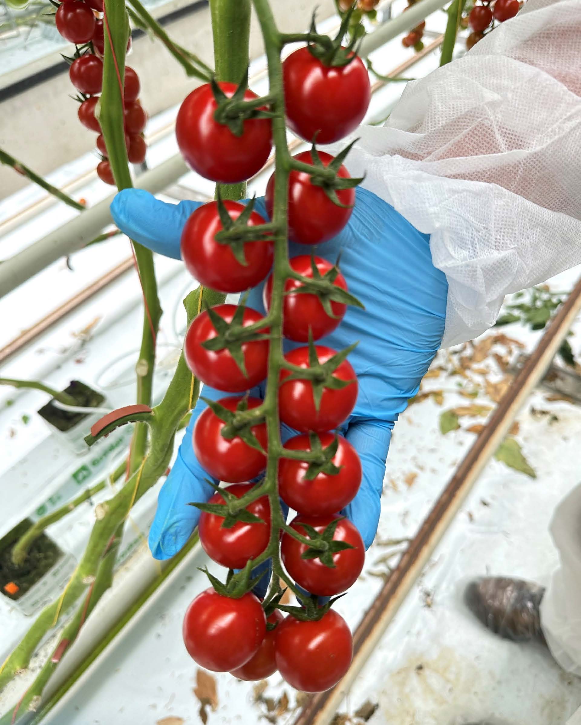 Tomato Indoor - XANADU XR