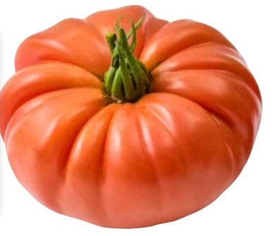 Tomato Indoor - MARSILIA