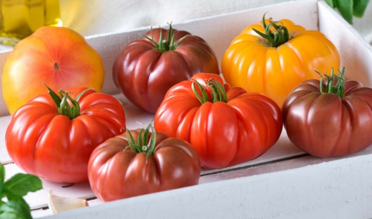 Tomato Indoor - MARSILIA