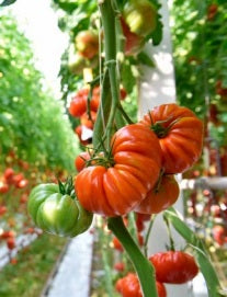 Tomato Indoor - MARSILIA