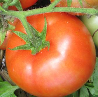 Tomato Outdoor - BRIDAL