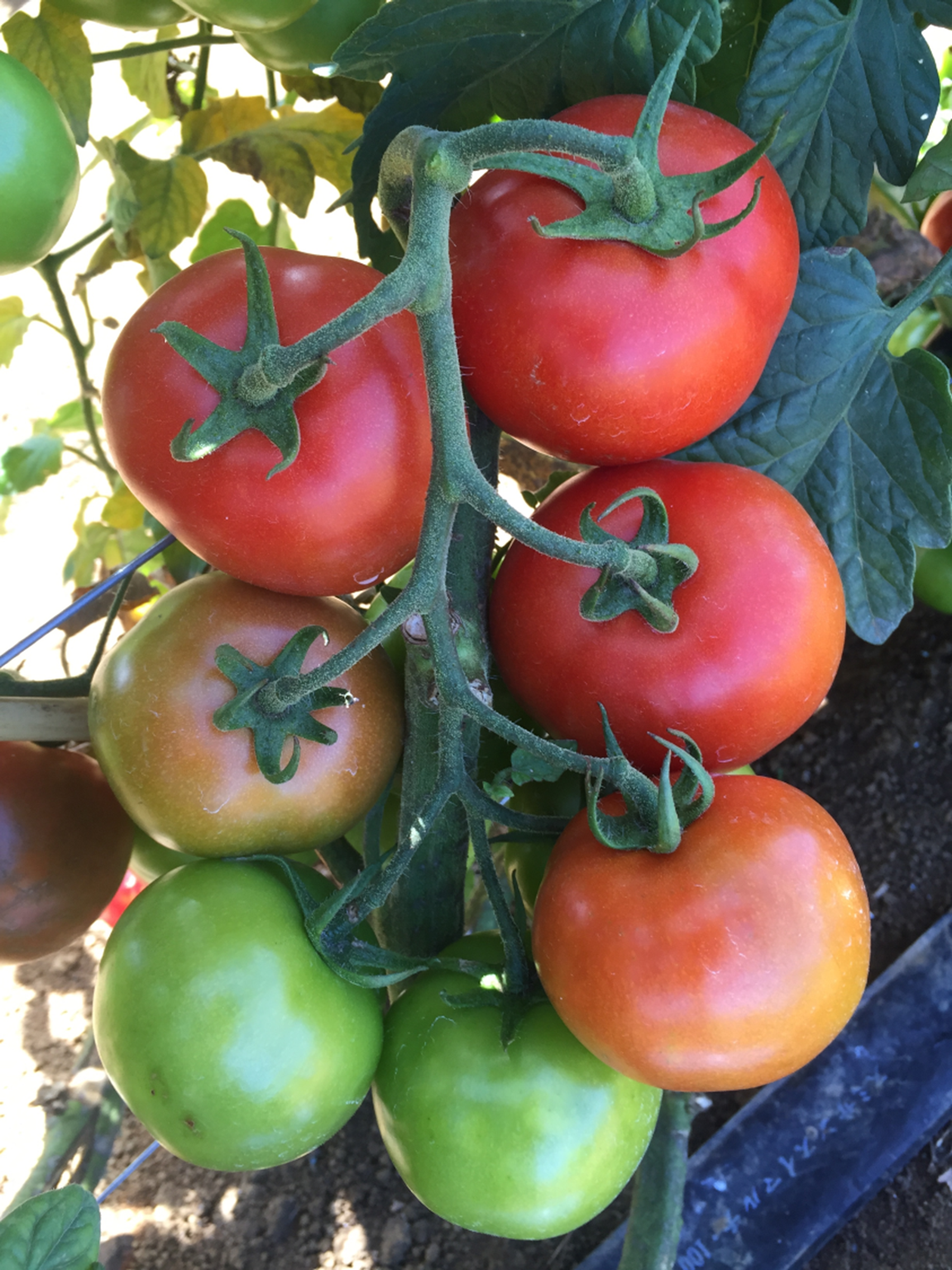Tomato Outdoor - QUEEN