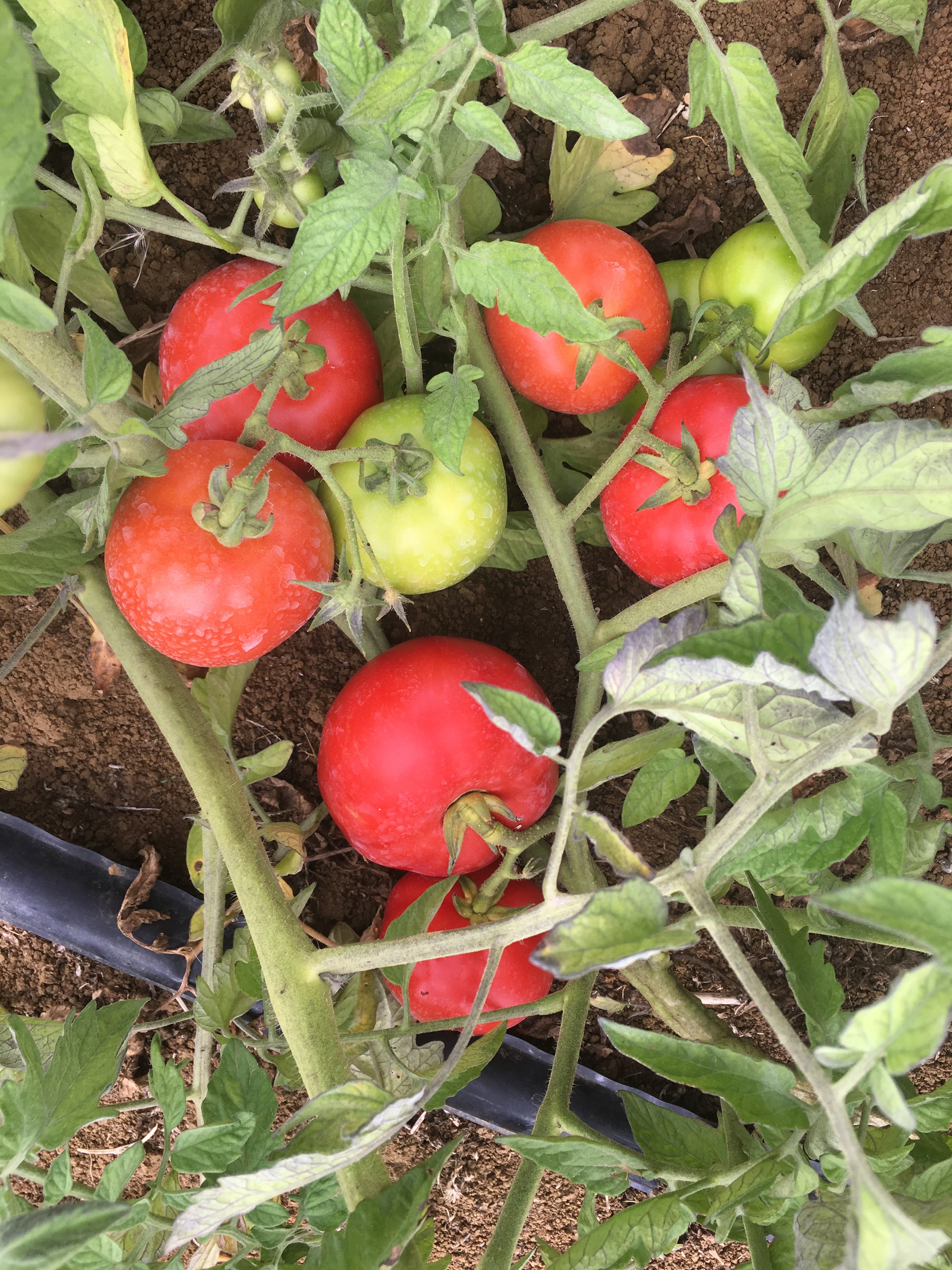Tomato Outdoor - RHODES