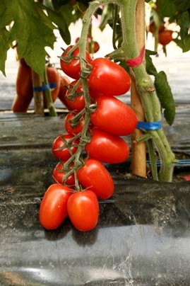 Tomato Outdoor - TIO 0130