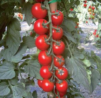 Tomato Outdoor - EMBER