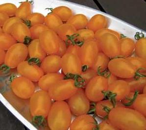 Tomato Outdoor - SWEETGOLD