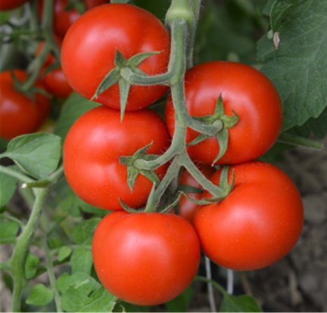 Tomato Indoor - PRINCESS