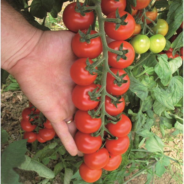 Tomato Outdoor - CONFETTI