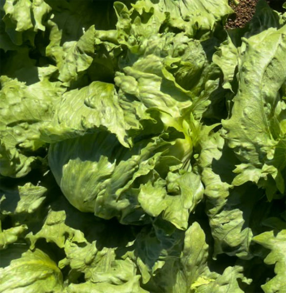 Lettuce Crisphead - TRATORA