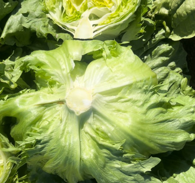 Lettuce Crisphead - TRATORA