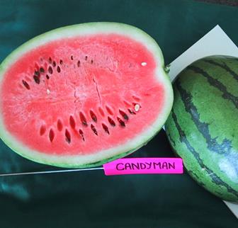 Watermelon Seeded - CANDYMAN