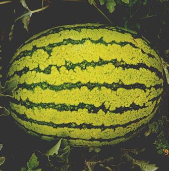 Watermelon Seeded - CANDYSTORE